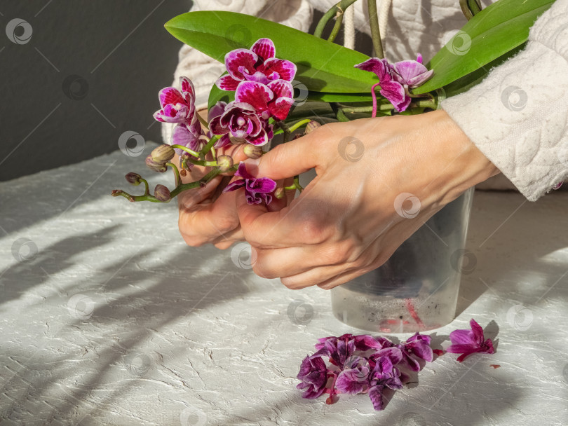 Скачать Уход за орхидеями, удаление отцветших соцветий, ручная работа. фотосток Ozero