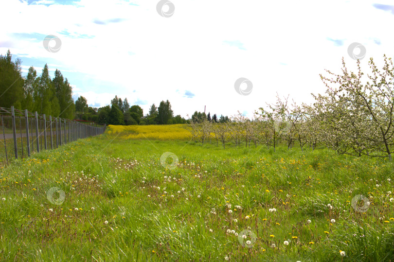 Скачать Цветущий сад фотосток Ozero