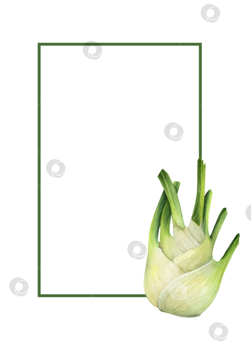 Скачать Акварельная рамка с фенхелем на белом фоне. Иллюстрация овощей с пространством для текста подходит для оформления меню и оформления продуктов питания. фотосток Ozero
