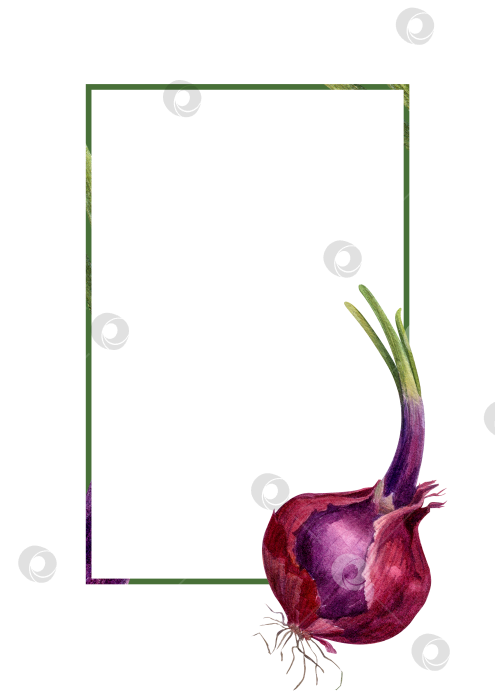 Скачать Акварельная рамка с луком на белом фоне. Иллюстрация овощей с пространством для текста подходит для оформления меню и оформления продуктов питания. фотосток Ozero