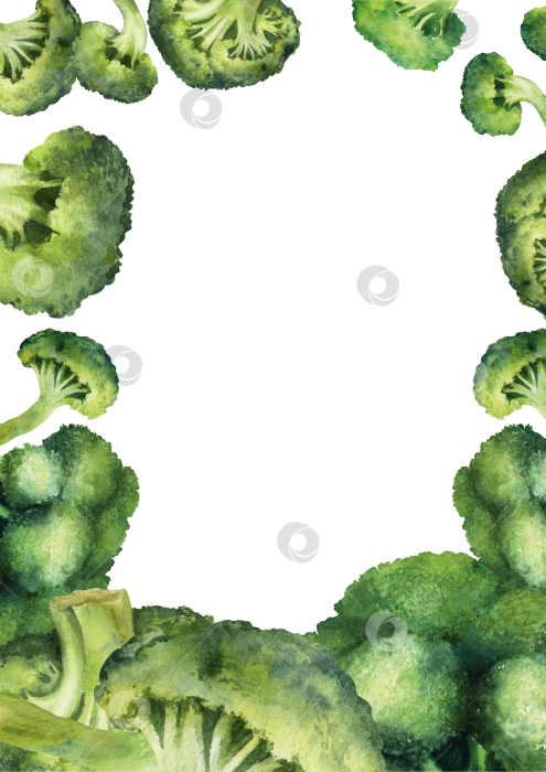 Скачать Вертикальная рамка с акварелью из брокколи на белом фоне. Иллюстрация овощей с пространством для текста подходит для оформления меню и оформления продуктов питания. фотосток Ozero