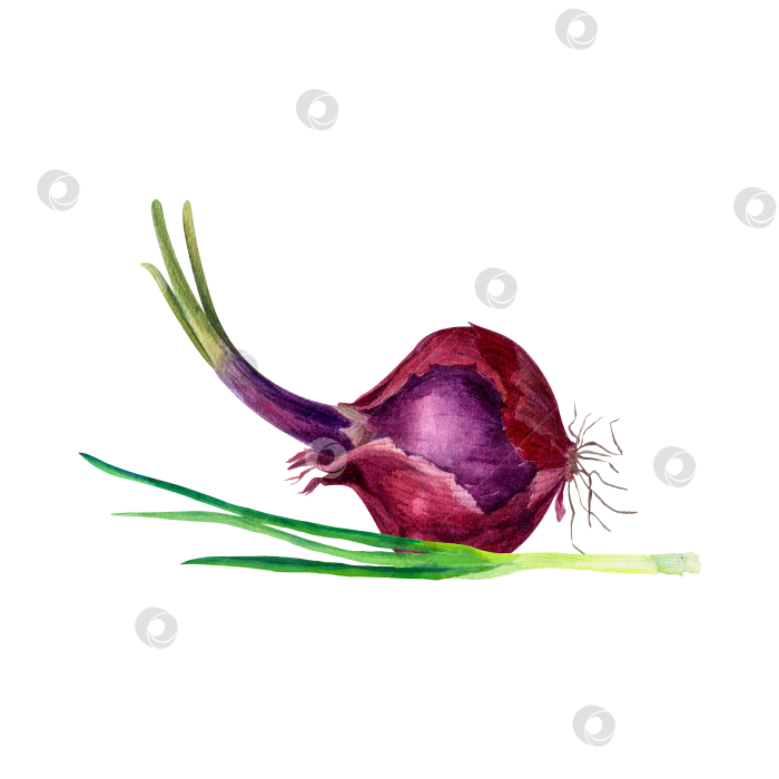 Скачать Красная луковица, выделенная акварелью на белом фоне. Свежая луковица с зеленой плодоножкой подходит для иллюстрации продуктов питания, упаковки, оформления меню, кулинарии и концепций здорового питания. фотосток Ozero
