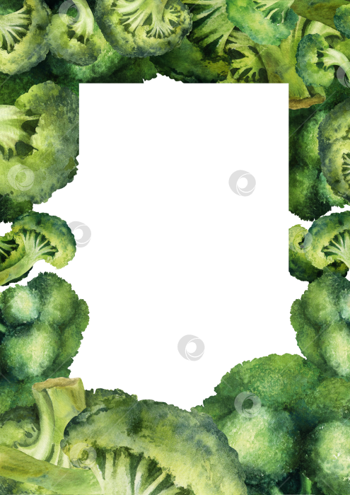 Скачать Акварель брокколи в рамке на белом фоне. Иллюстрация овощей с пространством для текста подходит для оформления меню и оформления продуктов питания. фотосток Ozero