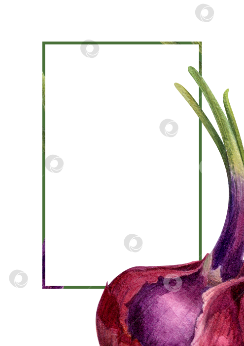 Скачать Акварельная рамка с луком на белом фоне. Иллюстрация овощей с пространством для текста подходит для оформления меню и оформления продуктов питания. фотосток Ozero