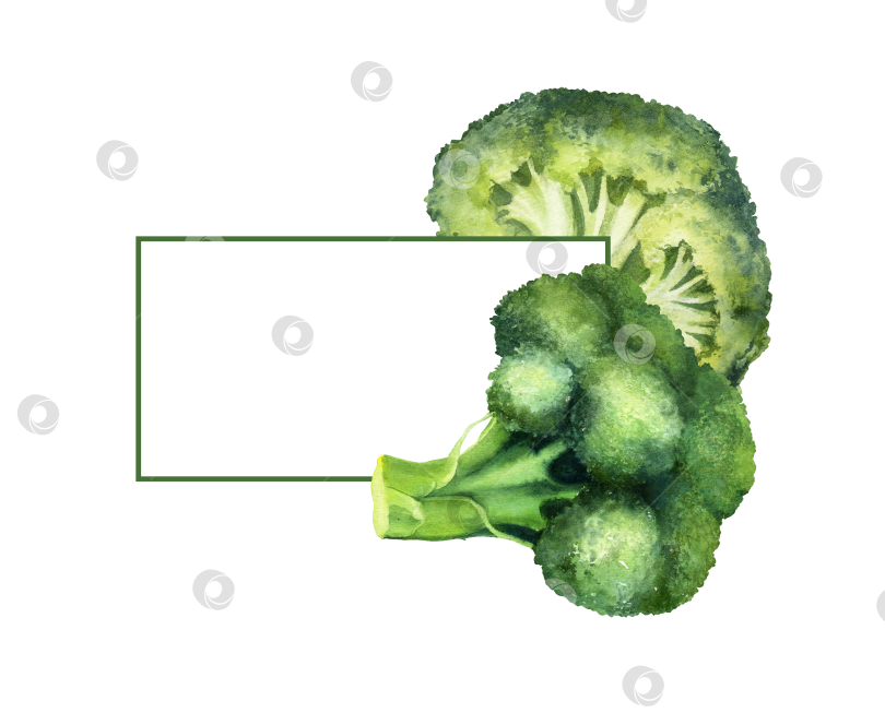 Скачать Шаблон акварельной рамки из брокколи на белом фоне. Иллюстрация овощей с пространством для текста подходит для оформления меню и концепций дизайна продуктов питания. фотосток Ozero