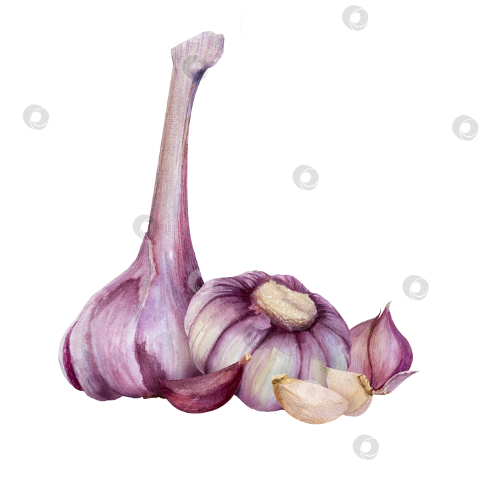 Скачать Акварельная иллюстрация дольками чеснока на белом фоне. Ингредиент для приготовления пищи, упаковки продуктов, оформления меню и концепции здорового питания. фотосток Ozero