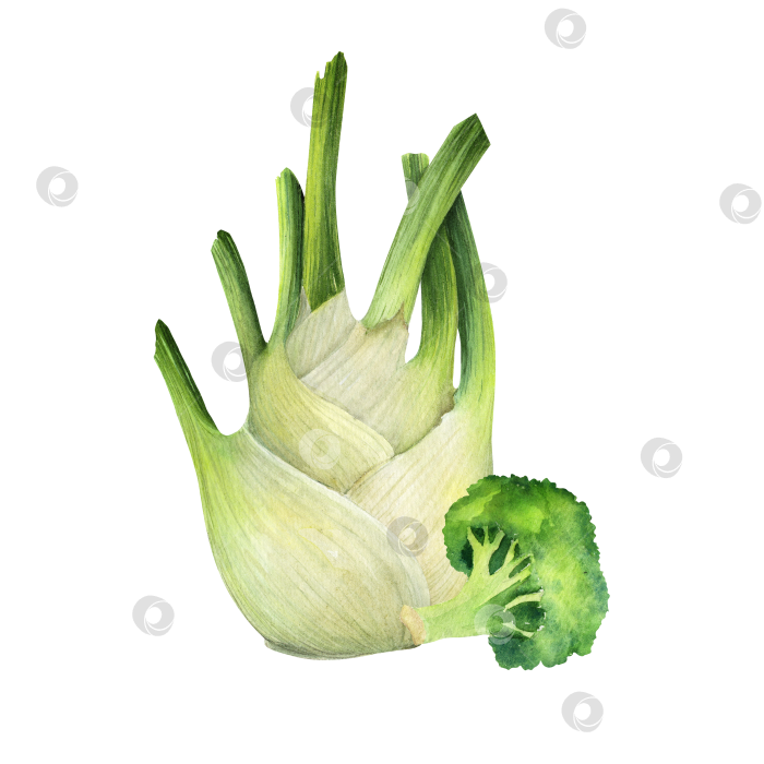 Скачать Акварельная иллюстрация фенхеля и брокколи на белом фоне. Композиция из свежих овощей для приготовления пищи, упаковки продуктов, оформления меню и концепции здорового питания. фотосток Ozero