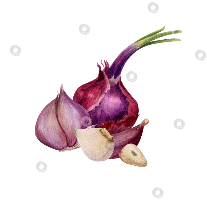 Скачать Акварельная иллюстрация на белом фоне с дольками красного лука и чеснока. Ингредиенты для приготовления пищи, упаковки продуктов, дизайна меню и концепции здорового питания. фотосток Ozero