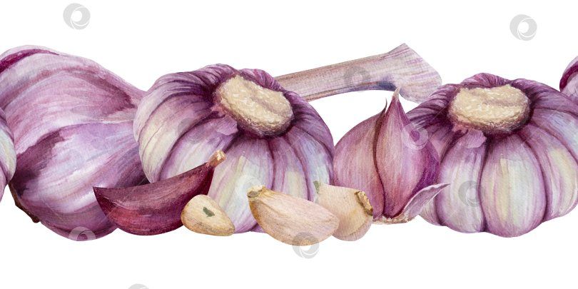 Скачать Зубчики чеснока, ломтики луковиц, акварельная иллюстрация с бесшовной каймой на белом фоне. Декоративный элемент для приготовления пищи, упаковки, оформления меню и концепций здорового питания. фотосток Ozero