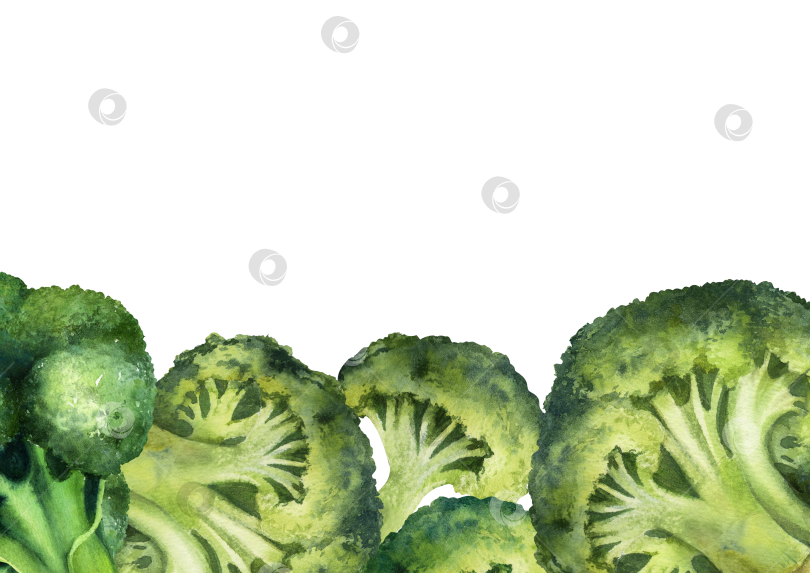 Скачать Акварельная рамка из брокколи на белом фоне. Иллюстрация овощей с выделенным пространством для текста подходит для оформления меню и оформления продуктов питания. фотосток Ozero