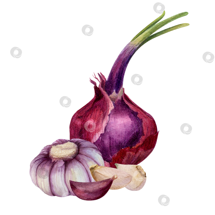Скачать Красный лук, зубчики чеснока, нарезанные акварелью на белом фоне. Ингредиенты для приготовления пищи, упаковки продуктов, дизайна меню и концепции здорового питания. фотосток Ozero