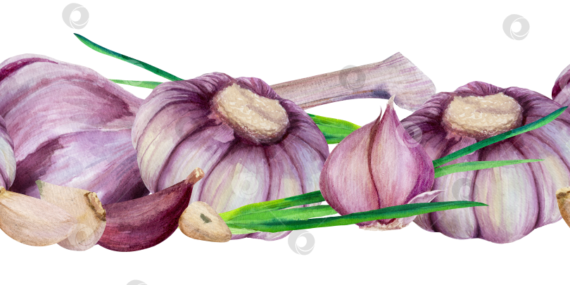 Скачать Зубчики чеснока, ломтики луковиц с зелеными листьями, акварельная иллюстрация с бесшовной каймой на белом фоне. Декоративный элемент для приготовления пищи, упаковки, меню и концепций здорового питания. фотосток Ozero