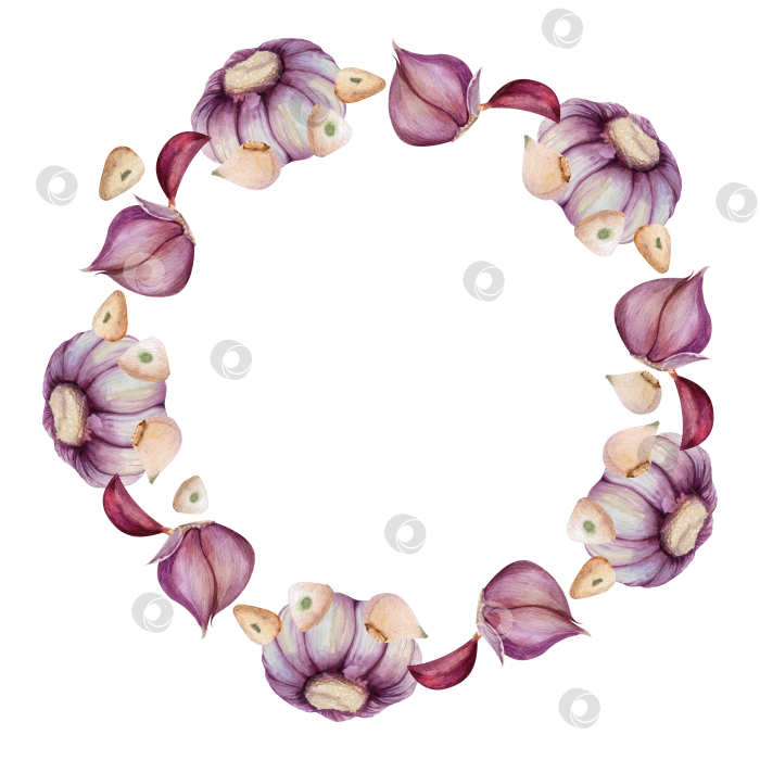 Скачать Акварельный венок из чеснока на белом фоне. Овощная иллюстрация с круглой композицией и пространством для текста подходит для оформления меню и оформления продуктов питания. фотосток Ozero