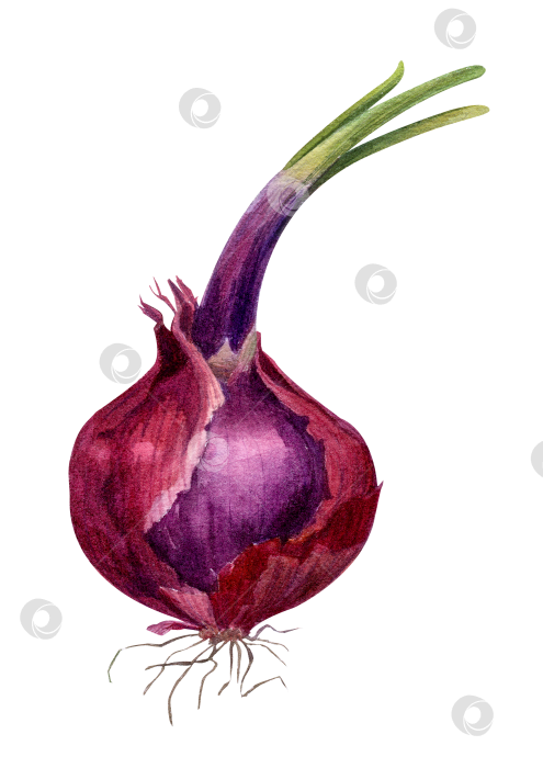 Скачать Акварельная иллюстрация красной луковицы на белом фоне. Овощ для приготовления пищи, упаковки продуктов, оформления меню и концепции здорового питания. фотосток Ozero