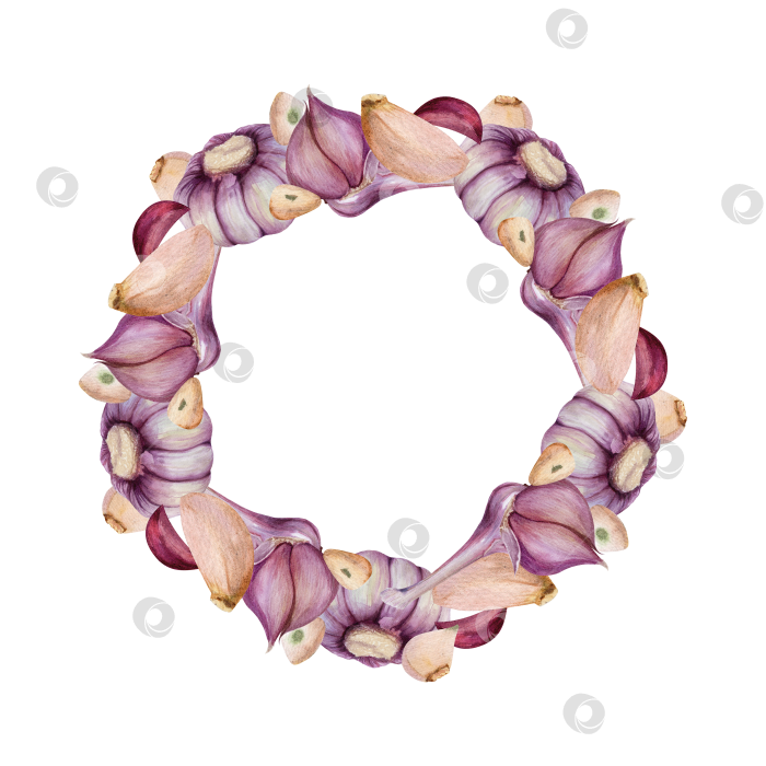 Скачать Акварельный венок из чеснока на белом фоне. Овощная иллюстрация с легкой округлой композицией и пространством для текста подходит для оформления меню и оформления продуктов питания. фотосток Ozero