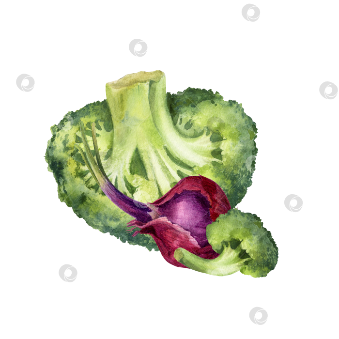 Скачать Акварельная иллюстрация лука брокколи на белом фоне. Свежие овощи для упаковки продуктов, приготовления меню и концепции здорового питания. фотосток Ozero