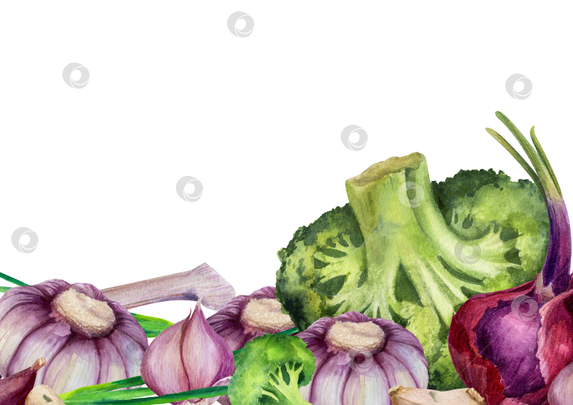 Скачать Акварельная рамка из брокколи, чеснока и лука на белом фоне. Иллюстрация овощей с пространством для текста подходит для оформления меню и оформления продуктов питания. фотосток Ozero