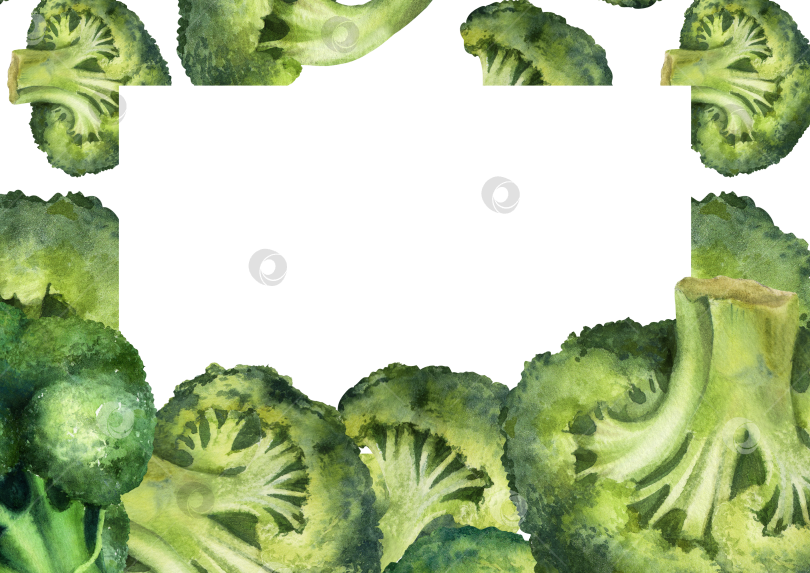 Скачать Акварельная рамка из брокколи на белом фоне. Иллюстрация овощей с пространством для текста подходит для оформления меню и оформления продуктов питания. фотосток Ozero