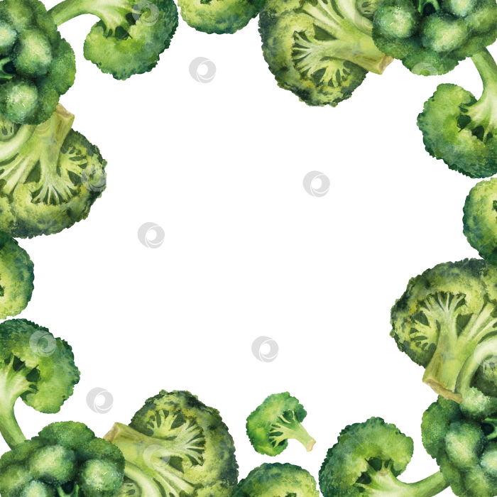 Скачать Шаблон акварельной рамки-венка из брокколи на белом фоне. Иллюстрация овощей с пространством для текста подходит для оформления меню и оформления продуктов питания. фотосток Ozero