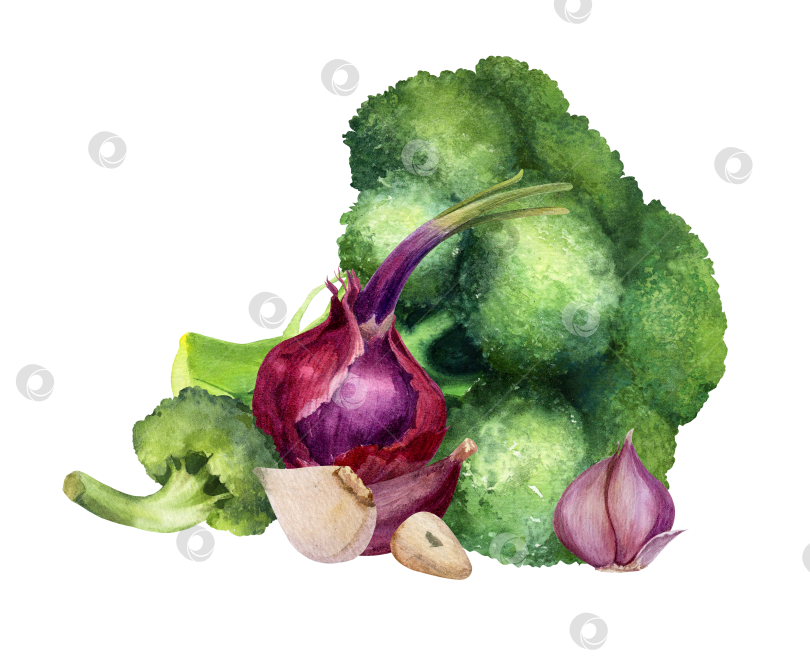 Скачать Акварельная иллюстрация брокколи, лука и чеснока на белом фоне. Органические овощи, собранные для упаковки продуктов, приготовления меню и концепции здорового питания. фотосток Ozero