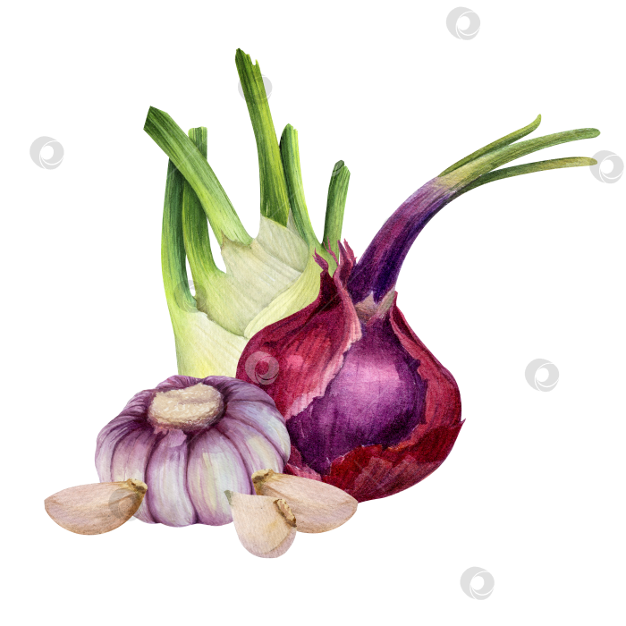 Скачать Лук-фенхель, зубчики чеснока, нарезанные дольками, акварельная иллюстрация на белом фоне. Ингредиенты для приготовления пищи, упаковки продуктов, дизайна меню и концепции здорового питания. фотосток Ozero