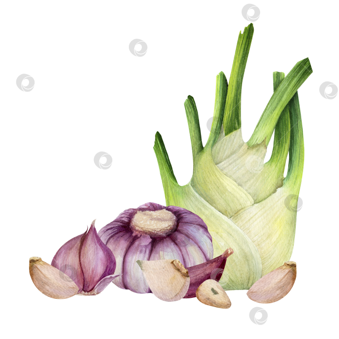 Скачать Акварельная иллюстрация с фенхелем и чесноком на белом фоне. Свежие овощи для упаковки продуктов, приготовления меню и концепции здорового питания. фотосток Ozero