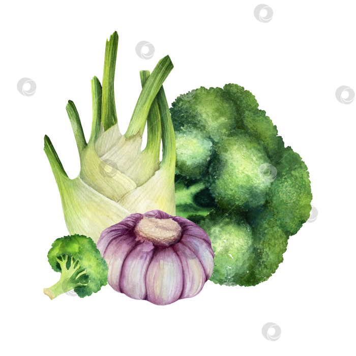Скачать Акварельная иллюстрация с фенхелем, брокколи и чесноком на белом фоне. Овощные ингредиенты для приготовления пищи, упаковки продуктов, оформления меню и концепции здорового питания. фотосток Ozero