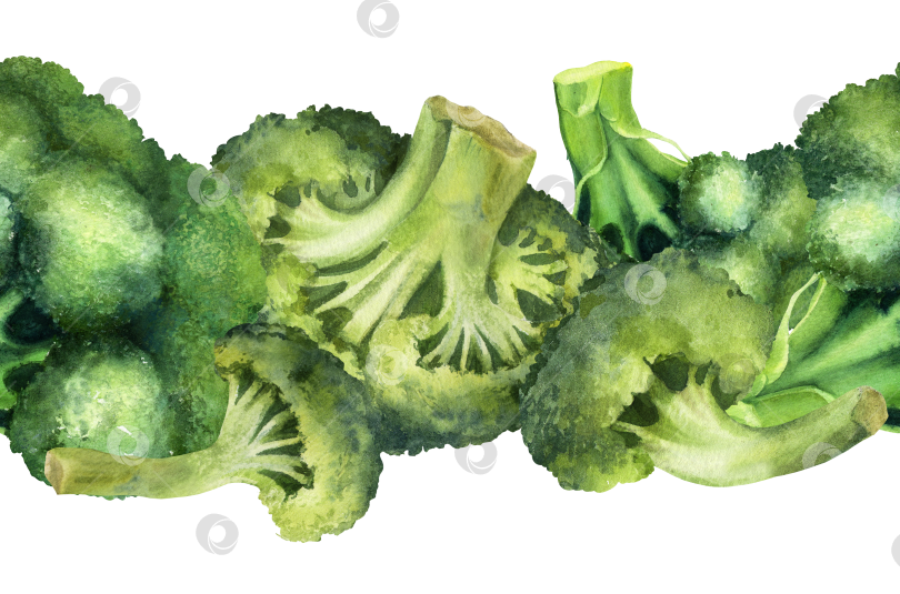 Скачать Бесшовный акварельный бордюр из брокколи на белом фоне. Композиция из свежих овощей для приготовления пищи, упаковки продуктов, оформления меню и концепции здорового питания. фотосток Ozero