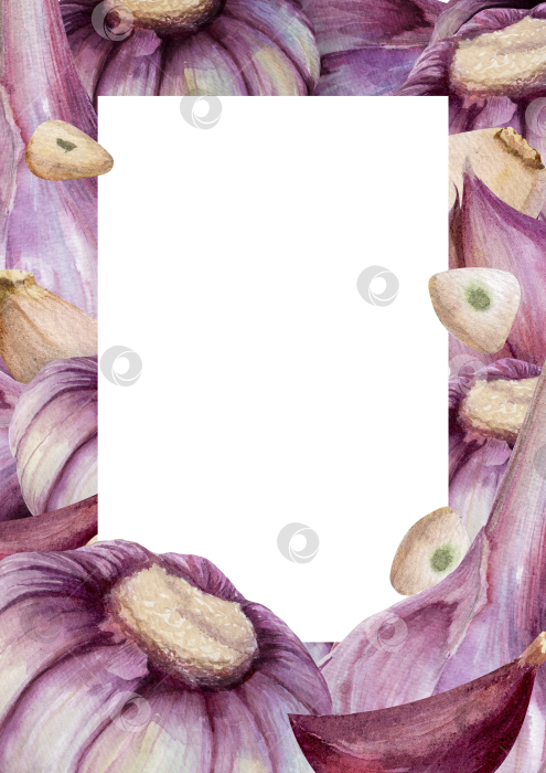 Скачать Акварель с чесноком в рамке на белом фоне. Иллюстрация овощей с пространством для текста подходит для оформления меню и оформления продуктов питания. фотосток Ozero