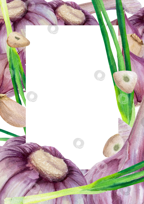 Скачать Акварель с чесноком и зеленым луком в рамке на белом фоне. Иллюстрация овощей с пространством для текста подходит для оформления меню и оформления продуктов питания. фотосток Ozero