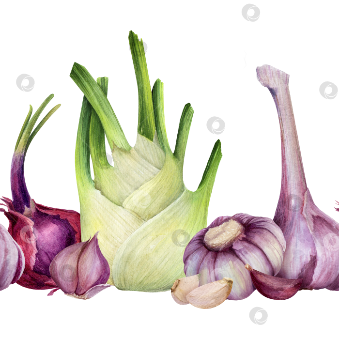 Скачать Бесшовная акварельная овощная каемка с фенхелем, чесноком и луком на белом фоне. Композиция из свежих продуктов для упаковки, дизайна меню и концепции здорового питания. фотосток Ozero