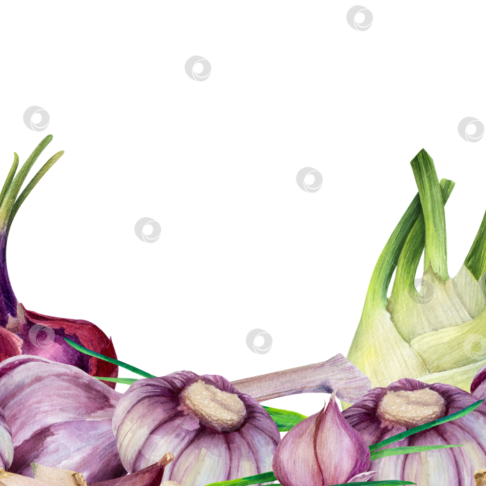 Скачать Шаблон акварельной рамки с луком, чесноком и фенхелем на белом фоне. Иллюстрация овощей с пространством для текста подходит для оформления меню и оформления продуктов питания. фотосток Ozero