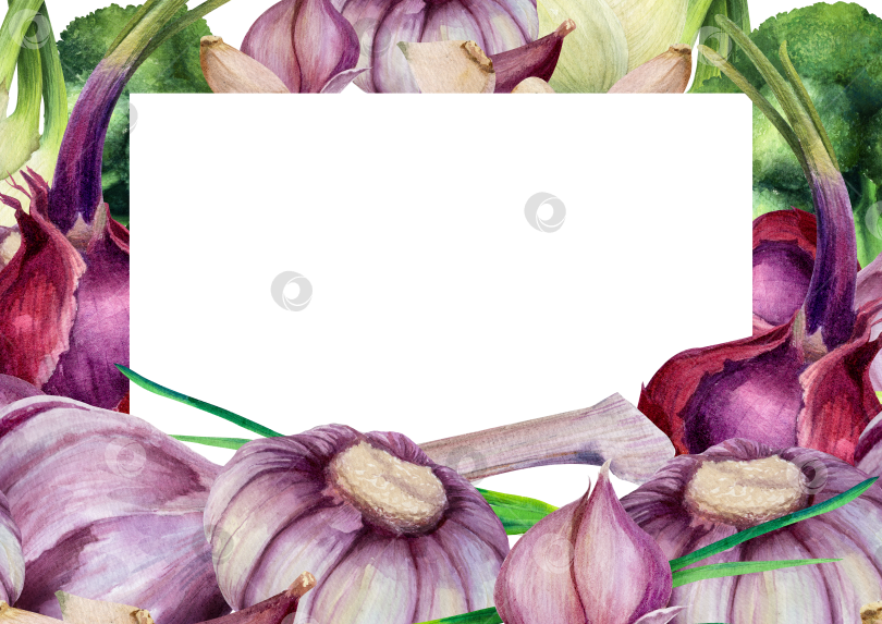Скачать Акварельная рамка с чесноком и луком на белом фоне. Иллюстрация овощей с пространством для текста подходит для оформления меню и оформления продуктов питания. фотосток Ozero