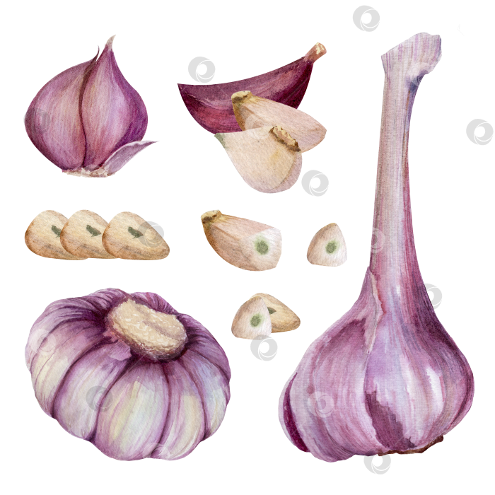 Скачать Зубчики чеснока, ломтики луковицы, акварельная иллюстрация на белом фоне. Набор элементов для приготовления пищи, упаковки продуктов и оформления меню. фотосток Ozero