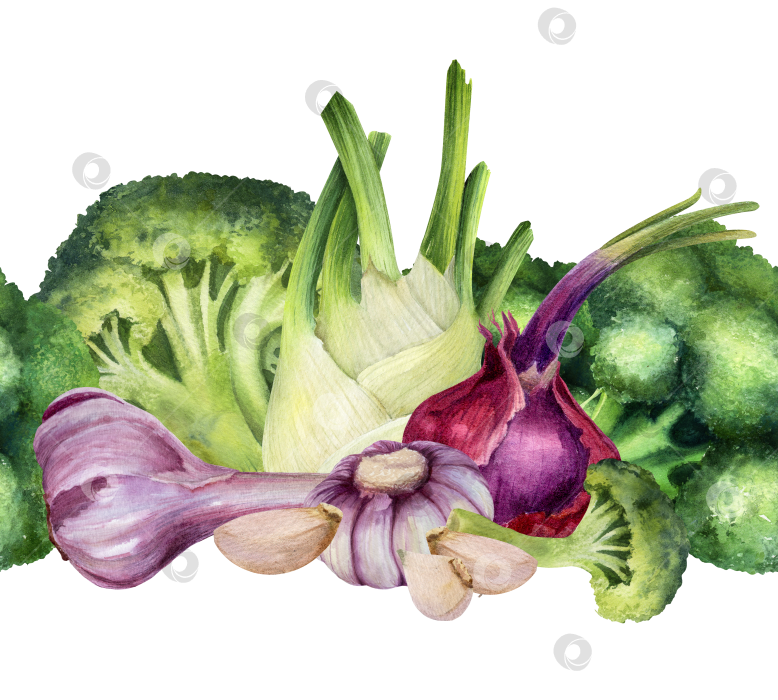 Скачать Бесшовная акварельная овощная каемка с брокколи, фенхелем, чесноком и луком на белом фоне. Композиция из свежих продуктов для упаковки, дизайна меню и концепции здорового питания. фотосток Ozero