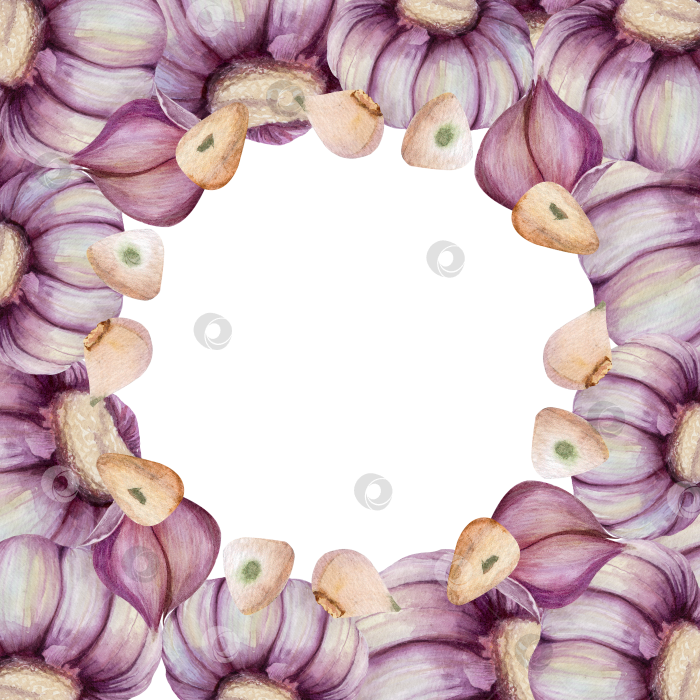 Скачать Акварельная рамка в виде венка из чеснока на белом фоне. Иллюстрация овощей с плотной круглой рамкой и пространством для текста подходит для оформления меню и оформления продуктов питания. фотосток Ozero