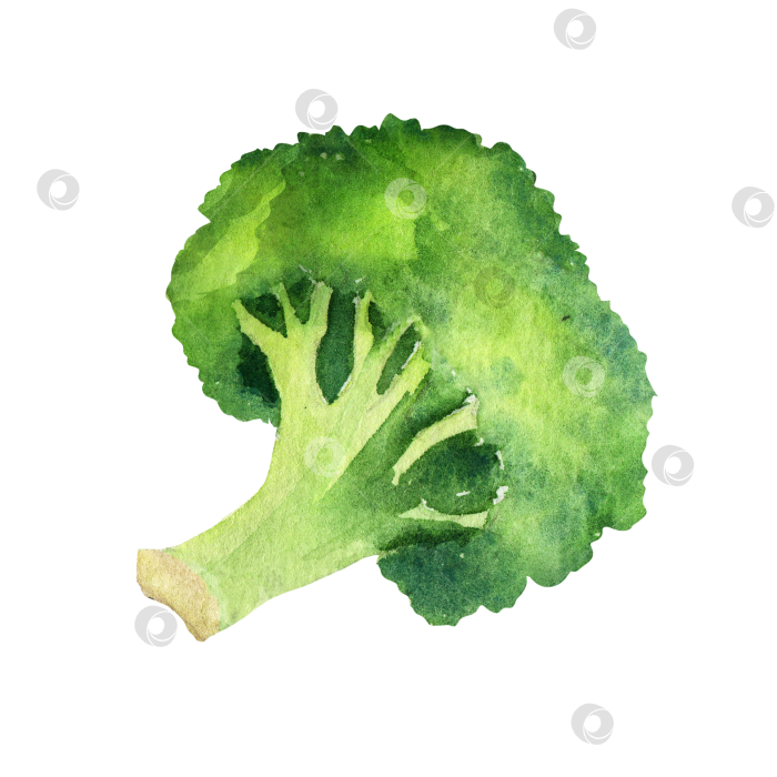 Скачать Акварельная иллюстрация брокколи для дизайна продуктов питания, упаковки, концепций здорового питания и кулинарных проектов. фотосток Ozero