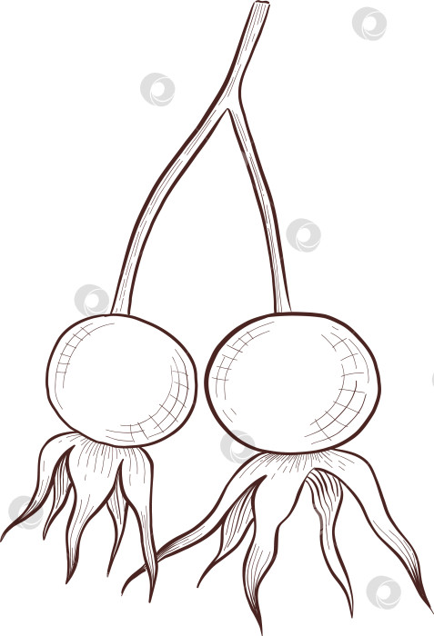 Скачать Черно-белая иллюстрация в стиле гравюры, состоящая из чайной чашки, чайника, чайных листьев, чайных пакетиков и цветов и ягод шиповника, подробная схема упаковки, социальные сети, меню фотосток Ozero