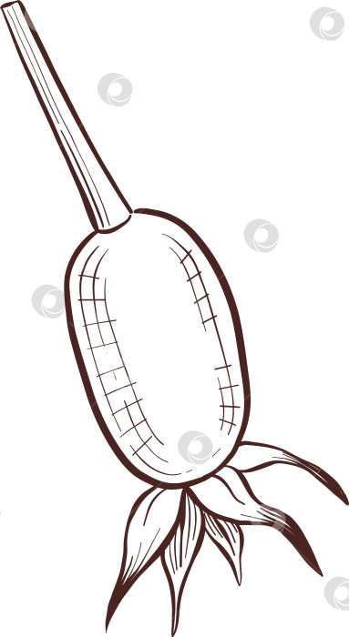 Скачать Черно-белая иллюстрация в стиле гравюры, состоящая из чайной чашки, чайника, чайных листьев, чайных пакетиков и цветов и ягод шиповника, подробная схема упаковки, социальные сети, меню фотосток Ozero