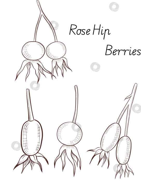Скачать Черно-белая иллюстрация в стиле гравюры, состоящая из чайной чашки, чайника, чайных листьев, чайных пакетиков и цветов и ягод шиповника, подробная схема упаковки, социальные сети, меню фотосток Ozero