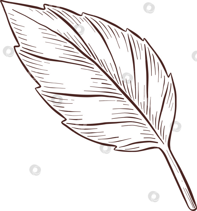 Скачать Черно-белая иллюстрация в стиле гравюры, состоящая из чайной чашки, чайного заварника, чайных листьев, чайных пакетиков и цветов и ягод шиповника, подробная схема упаковки, социальные сети, меню фотосток Ozero