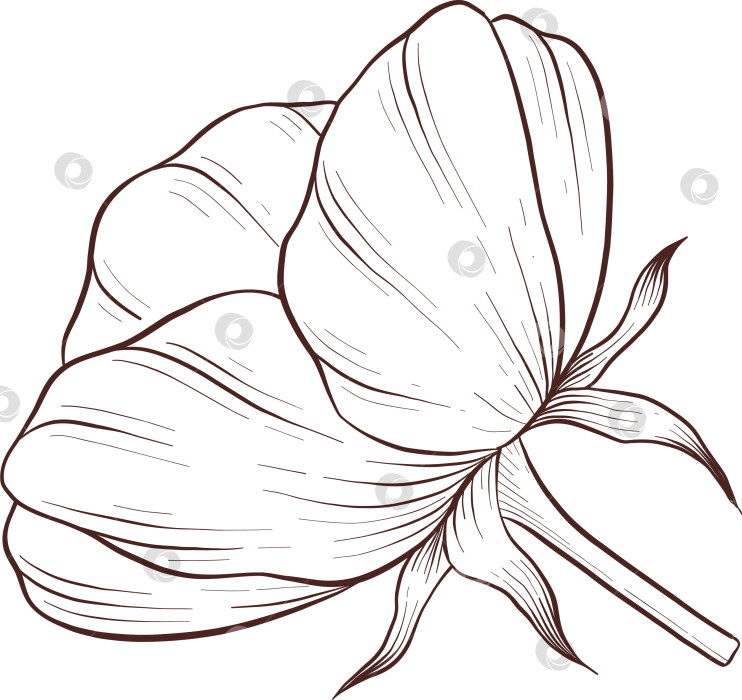 Скачать Черно-белая иллюстрация в стиле гравюры, состоящая из чайной чашки, чайника, чайных листьев, чайных пакетиков и цветов и ягод шиповника, подробная схема упаковки, социальные сети, меню фотосток Ozero