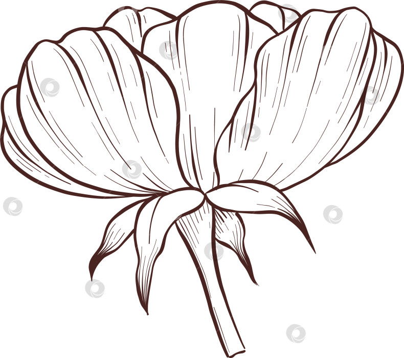 Скачать Черно-белая иллюстрация в стиле гравюры, состоящая из чайной чашки, чайника, чайных листьев, чайных пакетиков и цветов и ягод шиповника, подробная схема упаковки, социальные сети, меню фотосток Ozero