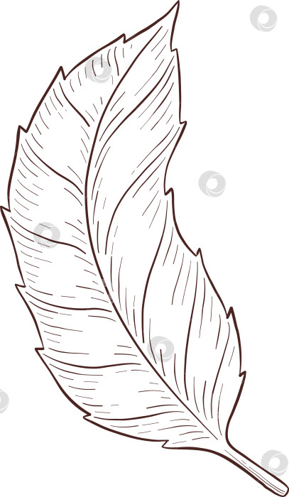 Скачать Черно-белая иллюстрация в стиле гравюры, состоящая из чайной чашки, чайника, чайных листьев, чайных пакетиков и цветов и ягод шиповника, подробная схема упаковки, социальные сети, меню фотосток Ozero