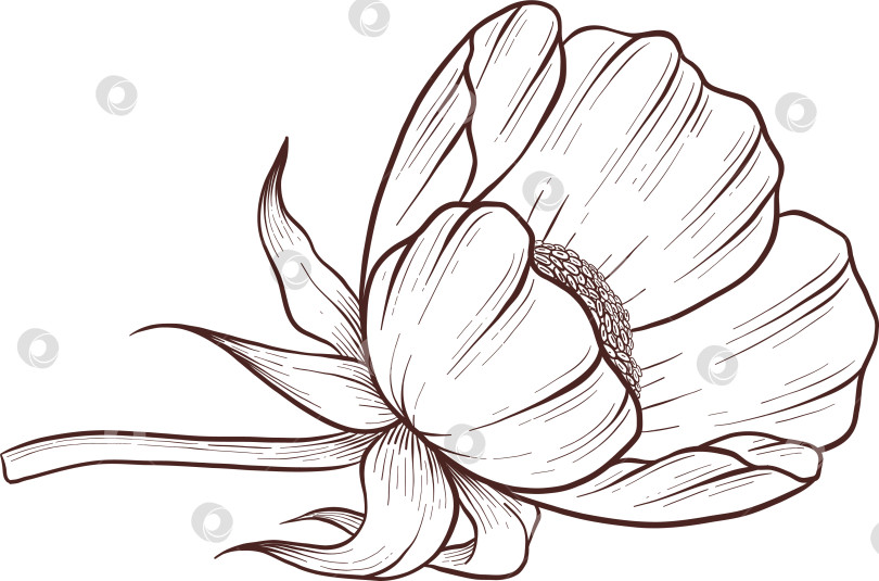 Скачать Черно-белая иллюстрация в стиле гравюры, состоящая из чайной чашки, чайного заварника, чайных листьев, чайных пакетиков и цветов и ягод шиповника, подробная схема упаковки, социальные сети, меню фотосток Ozero