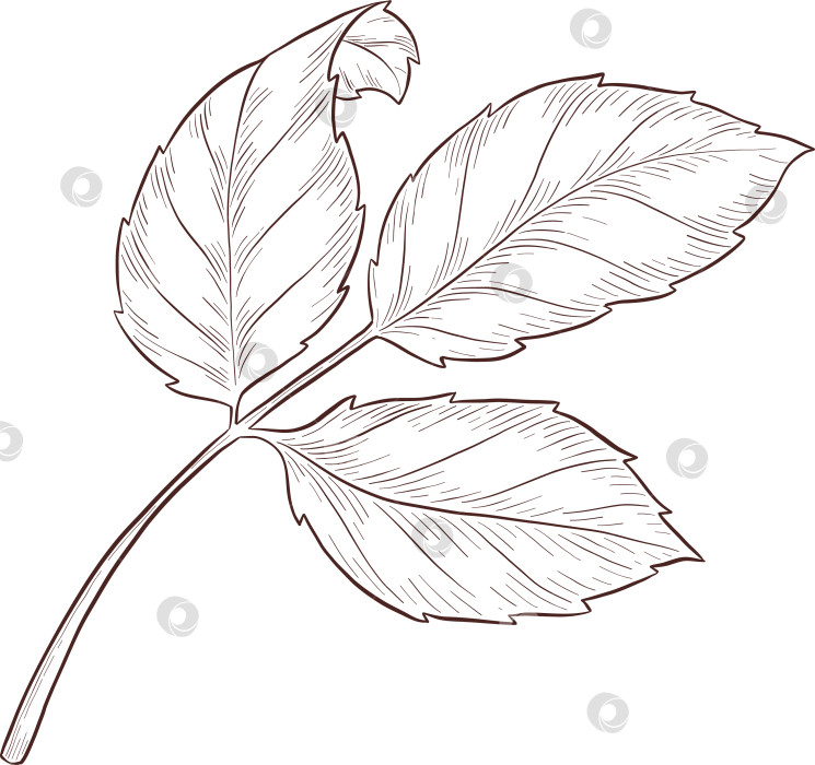 Скачать Черно-белая иллюстрация в стиле гравюры, состоящая из чайной чашки, чайника, чайных листьев, чайных пакетиков и цветов и ягод шиповника, подробная схема упаковки, социальные сети, меню фотосток Ozero