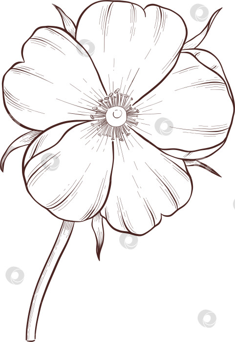 Скачать Черно-белая иллюстрация в стиле гравюры, состоящая из чайной чашки, чайника, чайных листьев, чайных пакетиков и цветов и ягод шиповника, подробная схема упаковки, социальные сети, меню фотосток Ozero