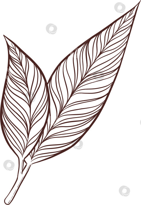 Скачать Черно-белая иллюстрация в стиле гравюры, состоящая из чайной чашки, чайника, чайных листьев, чайных пакетиков и цветов и ягод шиповника, подробная схема упаковки, социальные сети, меню фотосток Ozero