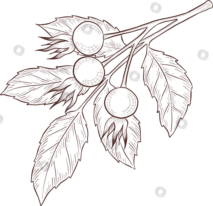 Скачать Черно-белая иллюстрация в стиле гравюры, состоящая из чайной чашки, чайника, чайных листьев, чайных пакетиков и цветов и ягод шиповника, подробная схема упаковки, социальные сети, меню фотосток Ozero