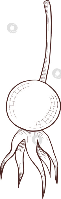 Скачать Черно-белая иллюстрация в стиле гравюры, состоящая из чайной чашки, чайника, чайных листьев, чайных пакетиков и цветов и ягод шиповника, подробная схема упаковки, социальные сети, меню фотосток Ozero